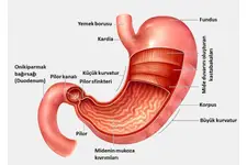Mide Polipleri Belirtileri ve Tedavisi